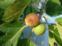 農(nóng)業(yè)氣象站實時監(jiān)控?zé)o花果園氣象變化