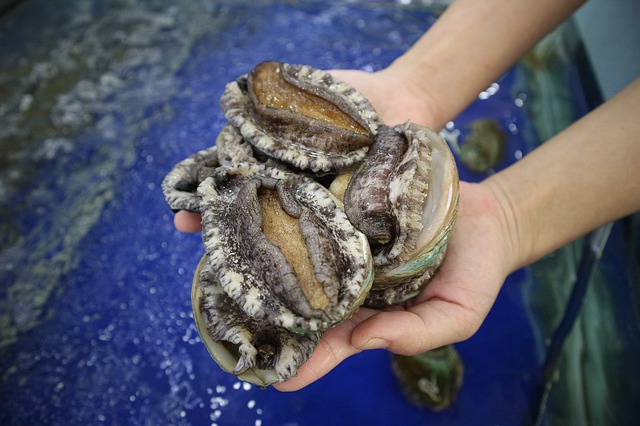 鮑魚，正在走向大眾的餐桌